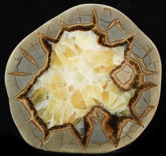 Polished Septarian Slice - Utah #35695